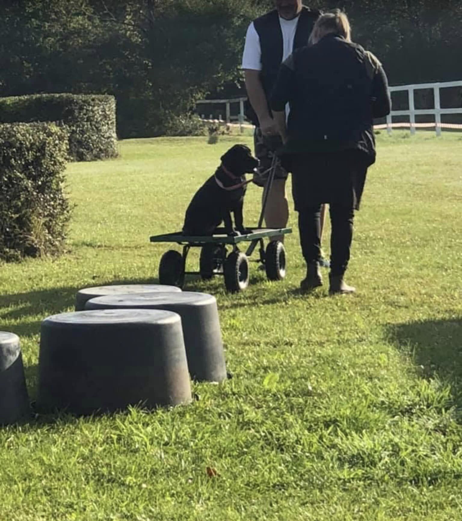 stemning billeder Kennel Cap De Lab